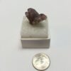 Spirit Quartz Specimen - 1 piece - Image 2