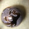 Etched Black Agate Dragon beads - 2 pieces - Image 2