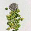 Lemon lime German Vintage Glass Teardrop Beads - 100 Pieces - Image 4