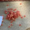 Japanese 11/0 seed beads in Frosted Gold Lined Strawberry Red color - 17 grams