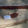 Japanese 11/0 Seed beads in gold lined rust color - 17 grams - Image 2
