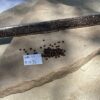 Japanese 11/0 Seed beads in gold lined brown color - 17 Grams - Image 2
