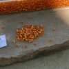 Japanese 11/0 seed beads in silver lined orange color  - 17 grams