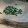 Japanese 11/0 Seed beads in silver lined olive green color - 17 grams