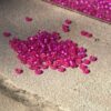 Japanese 11/0 seed beads in frosted silver lined hot pink color - 17 grams